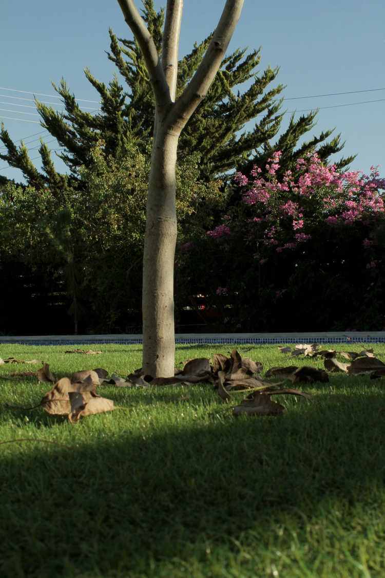 Soundscape Studios - Accommodation garden