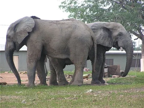 Mole National Park