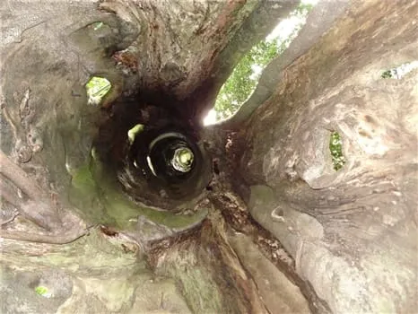 Place to See - Hollow tree