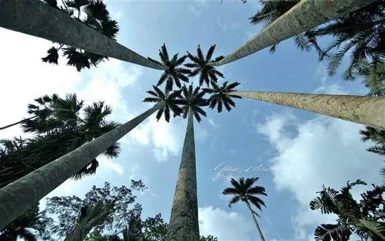 Place to See - Royal Palms