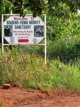 Place to See - Boabeng Fiema Monkey Sanctuary