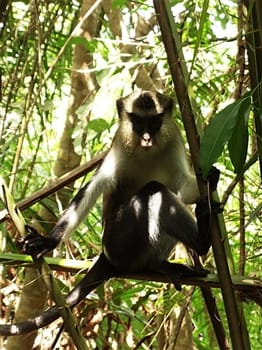 Place to See - Campbell's Mona Forest Monkeys