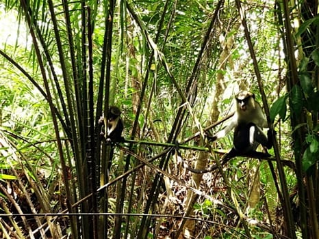 Place to See - Mona Monkey