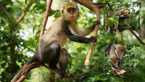 Place to See - Monkeys and people interacting amidst a lush forest in Boabeng Fiema Monkey Sanctuary, Ghana