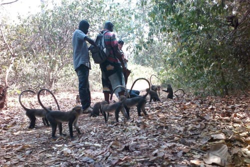 Place to See - Visitors at the Monkey Sanctuary