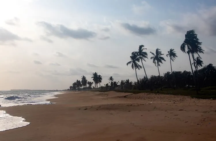 Place to See - Palm trees and the beach