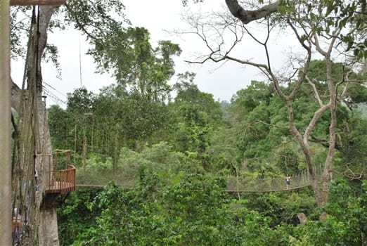 Place to See - Canopy Walk