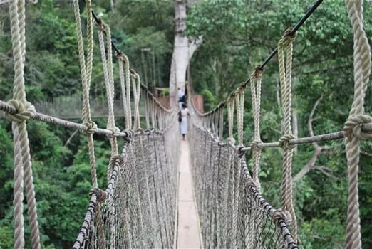 Place to See - Canopy Walk