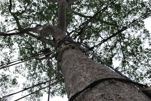 Place to See - The canopy walk rigging to the trees