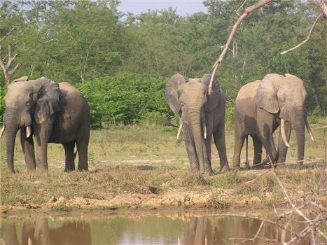 Place to See - Elephants