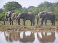 Mole National Park - A Wildlife Adventure in Ghana