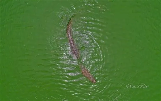 Place to See - Spot the crocodile