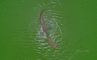Paga Crocodile Pond