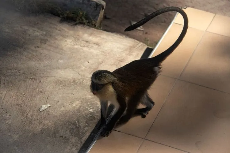Place to See - Monkeys roam around free