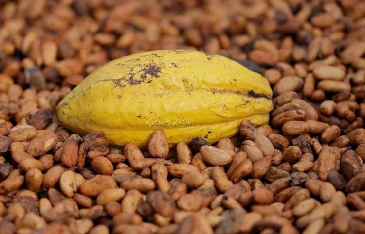 Yellow cocoa pod with raw cocoa beans Ghana