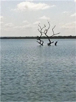 A leafless tree emerging from the calm waters of Lake Volta under a partly cloudy sky.