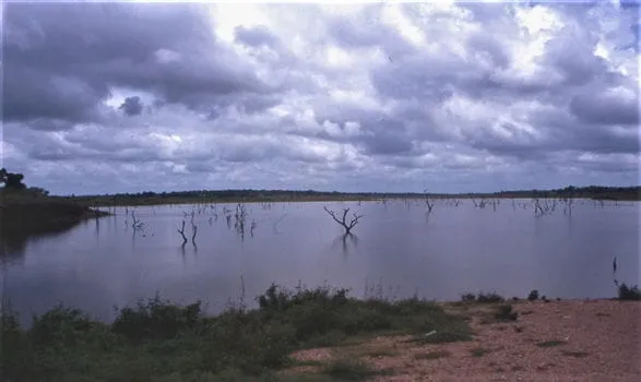 Destinations - A wide stretch of Lake Volta with partially submerged tree stumps and cloudy skies above.