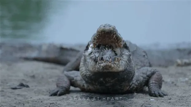 Travel Guides & Tips - Ghana at Heart - Crocodile