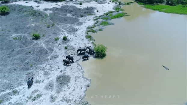 Travel Guides & Tips - Ghana at Heart - Elephants at a water hole
