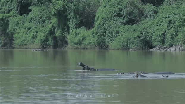 Travel Guides & Tips - Ghana at Heart - Hippos