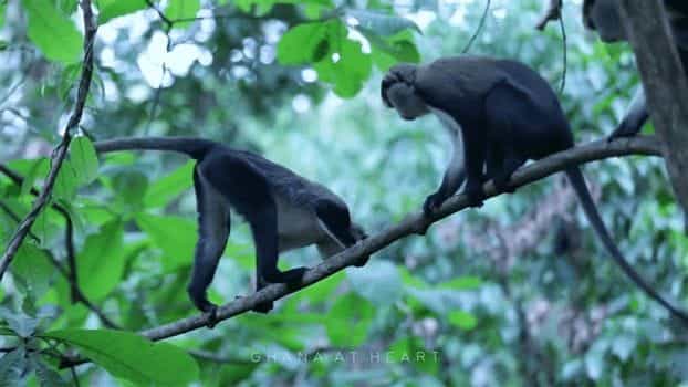 Travel Guides & Tips - Ghana at Heart - Monkeys