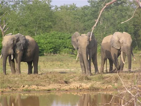 Travel Guides & Tips - Mole National Park