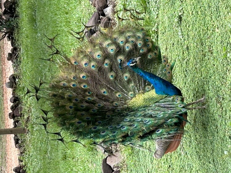 Helgard Africa - Peacock flaunting